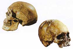 Skull of male (left) and female (right) from Upper Cave at Zhoukoudian