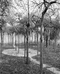 Trees near the former imperial library, Wenyuange.