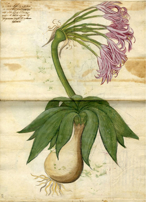 Fig. 2 Illustration from Boym's <i>Flora Sinensis</i>
